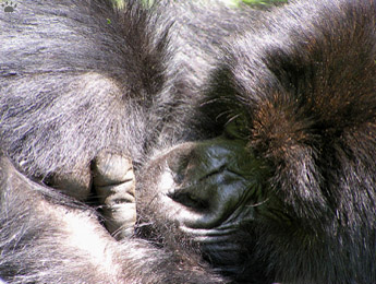 gorilla