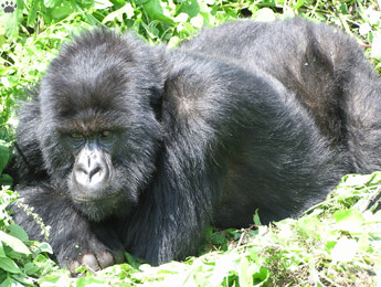 gorilla