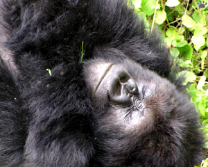 gorilla