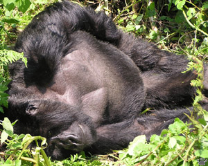 gorilla