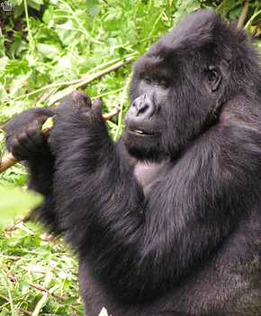 gorilla