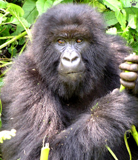 gorilla