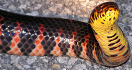 snake