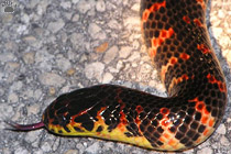 snake