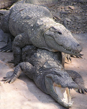 croc
