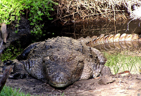 croc