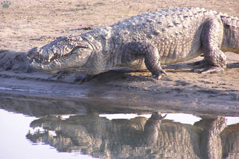 croc