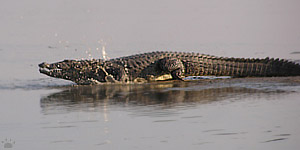 croc