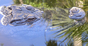 croc