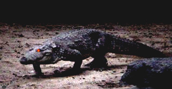 croc