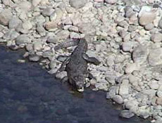 croc
