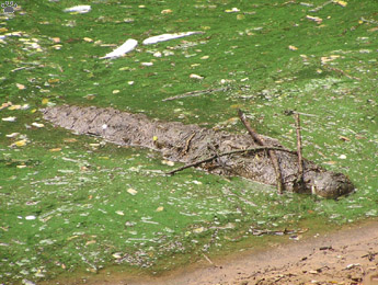 croc