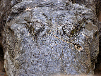 croc