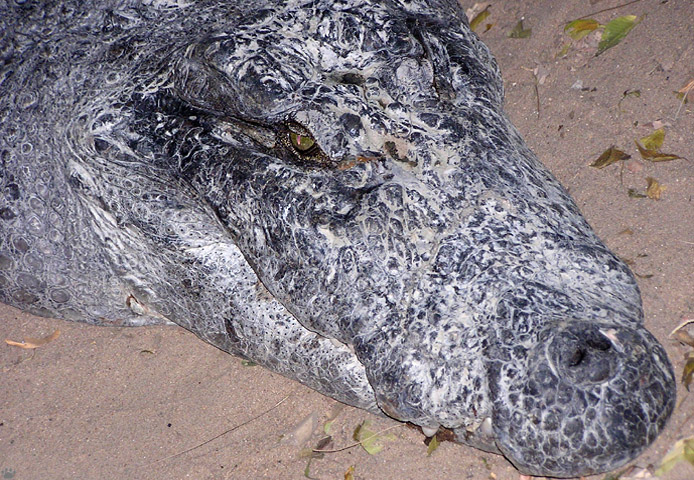 croc