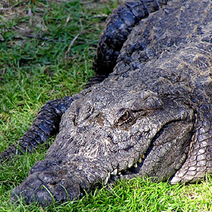 croc