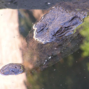 croc