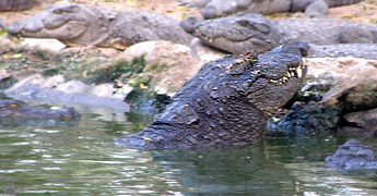 croc