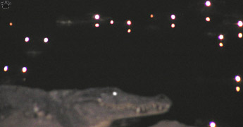 croc