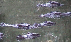 croc