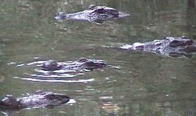 croc