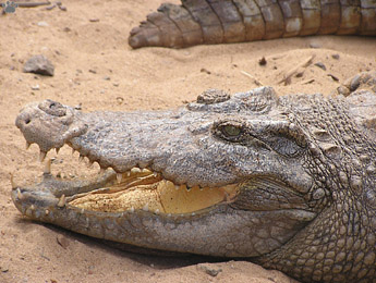 croc
