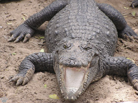 croc