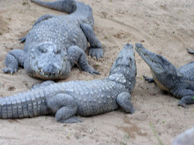 croc