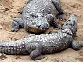 croc