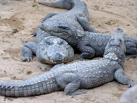 croc
