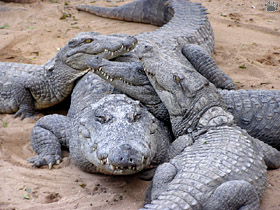 croc