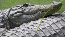 croc