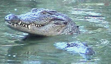 croc