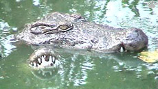 croc