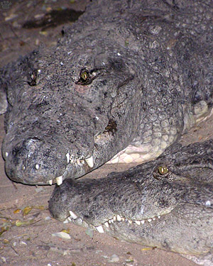 croc