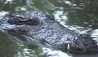 croc