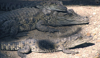 croc