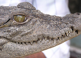 croc