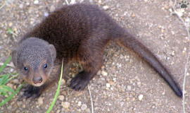 mongoose