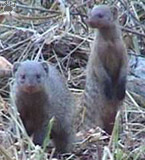 mongoose