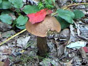 mushroom