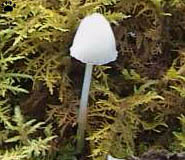 mushroom