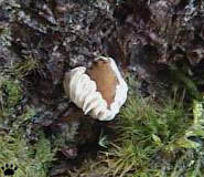 mushroom