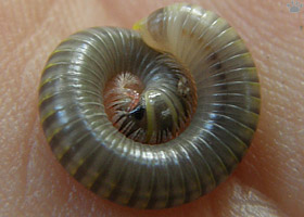 millipede
