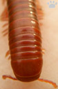 millipede
