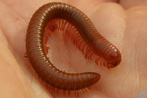 millipede