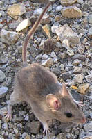 rat