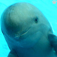 porpoise