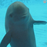 porpoise