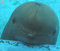 porpoise