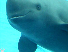 porpoise